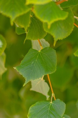 Winter-Linde Tilia cordata 'Winter Orange' Tilia cordata 'Winter Orange'