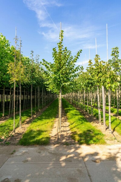 Winter-Linde Tilia cordata 'Winter Orange' Hochstamm Stammumfang 10-12 T Tilia cordata 'Winter Orange' Hochstamm 10/12