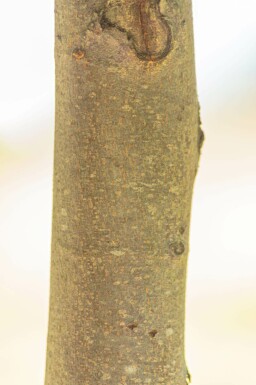 Winter-Linde Tilia cordata 'Winter Orange' Hochstamm Stammumfang 10-12 T Tilia cordata 'Winter Orange' Hochstamm 10/12