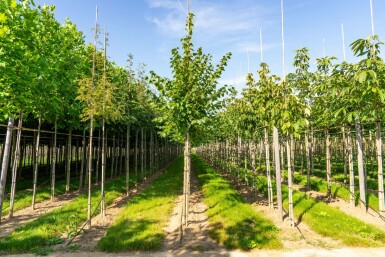 Winter-Linde Tilia cordata 'Winter Orange' Hochstamm Stammumfang 10-12 T Tilia cordata 'Winter Orange' Hochstamm 10/12