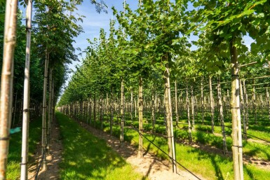 Winter-Linde Tilia cordata 'Winter Orange' Hochstamm Stammumfang 10-12 T Tilia cordata 'Winter Orange' Hochstamm 10/12