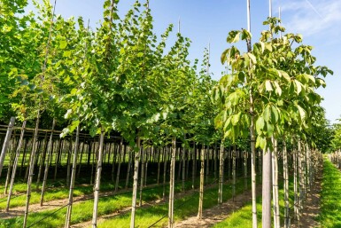 Winter-Linde Tilia cordata 'Winter Orange' Hochstamm Stammumfang 10-12 T Tilia cordata 'Winter Orange' Hochstamm 10/12