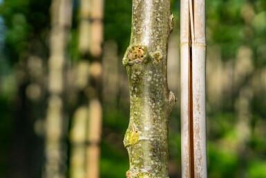 Winter-Linde Tilia cordata 'Winter Orange' Hochstamm Stammumfang 10-12 T Tilia cordata 'Winter Orange' Hochstamm 10/12