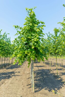 Krim-Linde Tilia x europaea 'Euchlora' Tilia x europaea 'Euchlora'