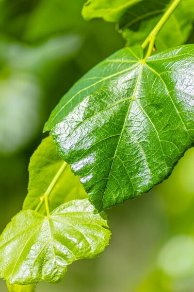 Tilia x europaea 'Euchlora' Spalierbaum 18/20 190cm Stamm 180b x 150h
