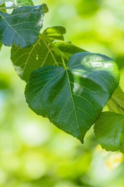 Krim-Linde Tilia x europaea 'Euchlora' Spalierbaum Tilia x europaea 'Euchlora' Spalierbaum
