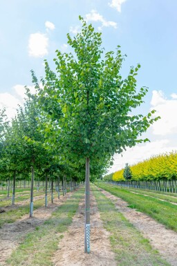 Kaiserlinde Tilia x europaea 'Pallida' Tilia x europaea 'Pallida'