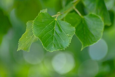 Kaiserlinde Tilia x europaea 'Pallida' Tilia x europaea 'Pallida'