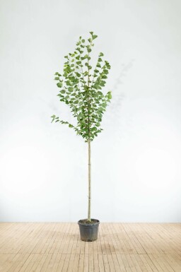 Kaiserlinde Tilia x europaea 'Pallida' Hochstamm Tilia x europaea 'Pallida' Hochstamm