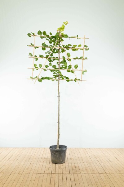 Kaiserlinde Tilia x europaea 'Pallida' Spalierbaum Stammumfang 10-12 Stammhöhe 190 Spalier 150 x 120 Tilia x europaea 'Pallida' Spalierbaum 10/12 190cm Stamm 150b x 120h