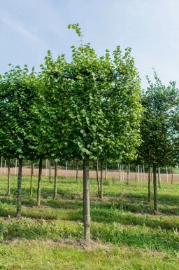Kaiserlinde Tilia x europaea 'Pallida' Spalierbaum Stammumfang 10-12 Stammhöhe 190 Spalier 150 x 120 Tilia x europaea 'Pallida' Spalierbaum 10/12 190cm Stamm 150b x 120h