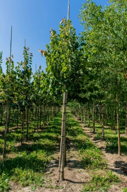 Henrys Linde Tilia henryana Tilia henryana
