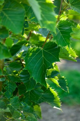 Henrys Linde Tilia henryana Tilia henryana