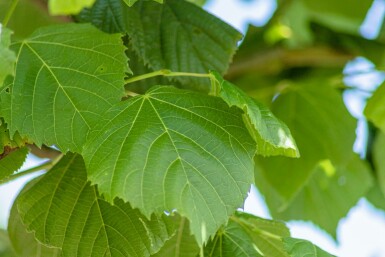 Sommer-Linde Tilia platyphyllos Tilia platyphyllos