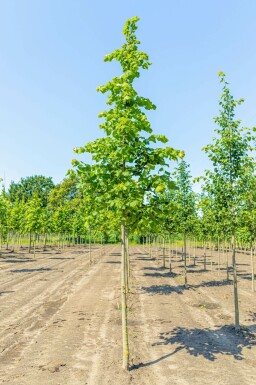 Sommer-Linde Tilia platyphyllos Hochstamm Tilia platyphyllos Hochstamm