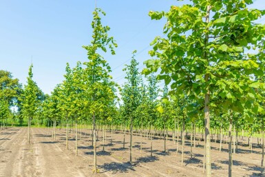 Sommer-Linde Tilia platyphyllos Hochstamm Tilia platyphyllos Hochstamm