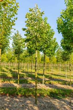 Silber-Linde Tilia tomentosa Tilia tomentosa