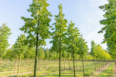 Silber-Linde Tilia tomentosa Tilia tomentosa