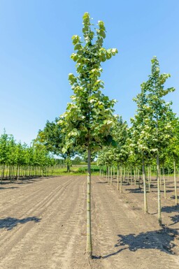 Silber-Linde Tilia tomentosa 'Brabant' Tilia tomentosa 'Brabant'