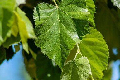 Silber-Linde Tilia tomentosa 'Brabant' Tilia tomentosa 'Brabant'