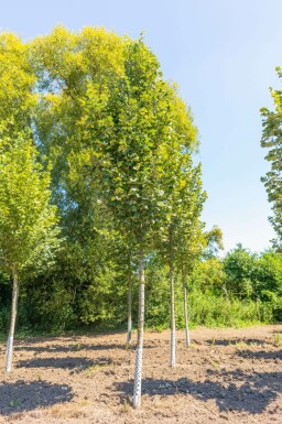 Silber-Linde Tilia tomentosa 'Doornik' Tilia tomentosa 'Doornik'