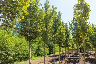 Silber-Linde Tilia tomentosa 'Doornik' Tilia tomentosa 'Doornik'