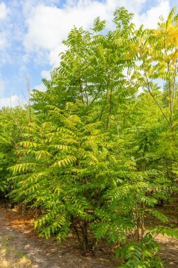 Chinesische Surenbaum Toona sinensis 'Flamingo' Toona sinensis 'Flamingo'