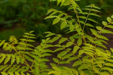 Chinesische Surenbaum Toona sinensis 'Flamingo' Toona sinensis 'Flamingo'