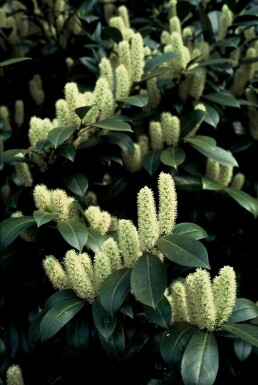 Kein Bild verfügbar