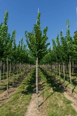 Berg-Ulme Ulmus glabra Ulmus glabra