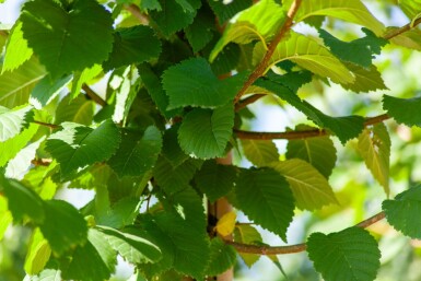 Berg-Ulme Ulmus glabra Hochstamm Ulmus glabra Hochstamm