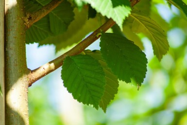 Berg-Ulme Ulmus glabra Mehrstämmig Ulmus glabra Mehrstämmig