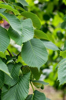 Berg-Ulme Ulmus glabra 'Camperdownii' Ulmus glabra 'Camperdownii'