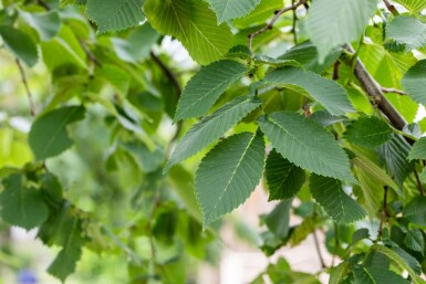 Berg-Ulme Ulmus glabra 'Camperdownii' Ulmus glabra 'Camperdownii'