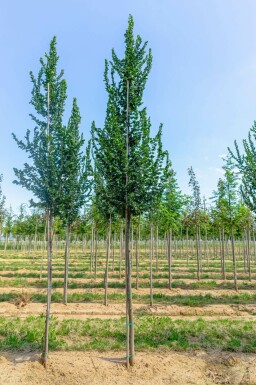 Ulme Ulmus 'Columella' Ulmus 'Columella'