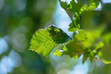 Ulme Ulmus 'Columella' Ulmus 'Columella'