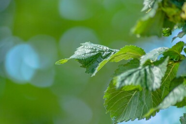 Ulme Ulmus 'Columella' Hochstamm Stammumfang 16-18 T Ulmus 'Columella' Hochstamm 16/18