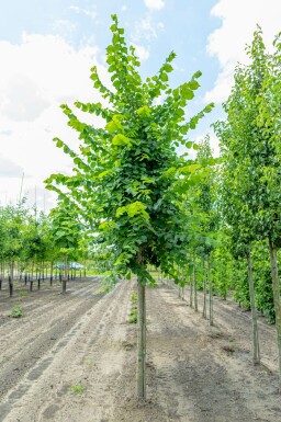 Flatter-Ulme Ulmus laevis Ulmus laevis