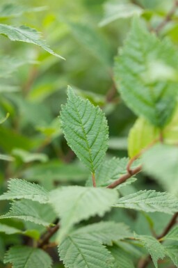 Flatter-Ulme Ulmus laevis Ulmus laevis