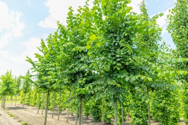 Flatter-Ulme Ulmus laevis Hochstamm Ulmus laevis Hochstamm