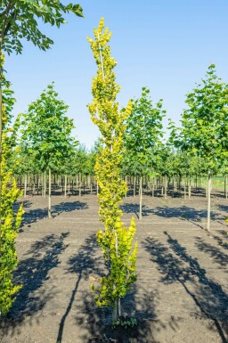 Gold-Ulme Ulmus x hollandica 'Wredei' Ulmus x hollandica 'Wredei'