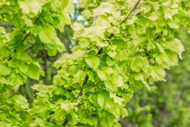 Gold-Ulme Ulmus x hollandica 'Wredei' Ulmus x hollandica 'Wredei'