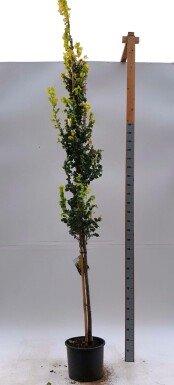 Gold-Ulme Ulmus x hollandica 'Wredei' Hochstamm Ulmus x hollandica 'Wredei' Hochstamm