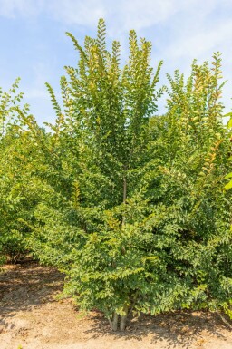 Ulme Ulmus minor 'Jacqueline Hillier' Ulmus minor 'Jacqueline Hillier'