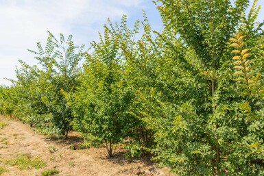 Ulme Ulmus minor 'Jacqueline Hillier' Mehrstämmig Ulmus minor 'Jacqueline Hillier' Mehrstämmig