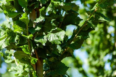 Ulme Ulmus 'Nanguen' Ulmus 'Nanguen'