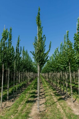 Ulme Ulmus 'Nanguen' Hochstamm Ulmus 'Nanguen' Hochstamm