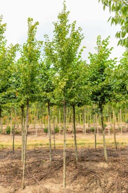 Ulme Ulmus 'Sapporo Autumn Gold' Ulmus 'Sapporo Autumn Gold'