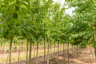 Ulme Ulmus 'Sapporo Autumn Gold' Ulmus 'Sapporo Autumn Gold'