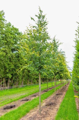 Japanische Zelkove Zelkova serrata Zelkova serrata